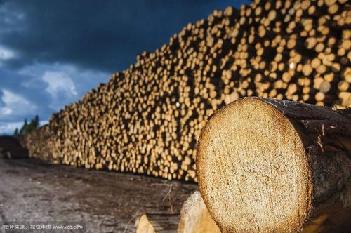  上海凯轩国际贸易 进出口代理 俄罗斯进口木材进口清关